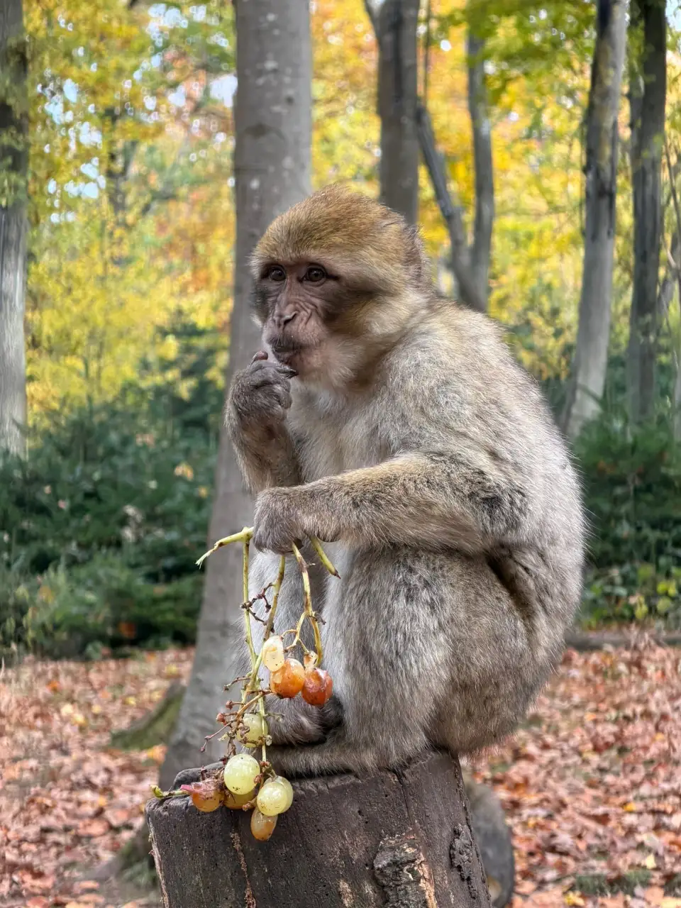 2_La Montagne des Singes