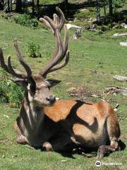 Parc Animalier des Angles en Capcir