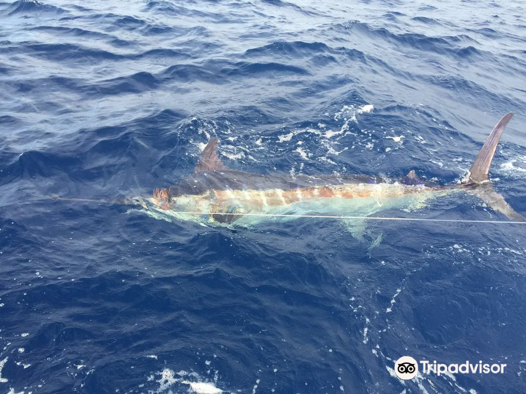 4_CAVALIER & BLUE MARLIN FISHING CHARTERS