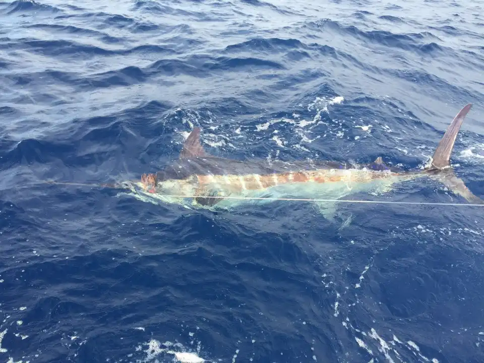 4_CAVALIER & BLUE MARLIN FISHING CHARTERS