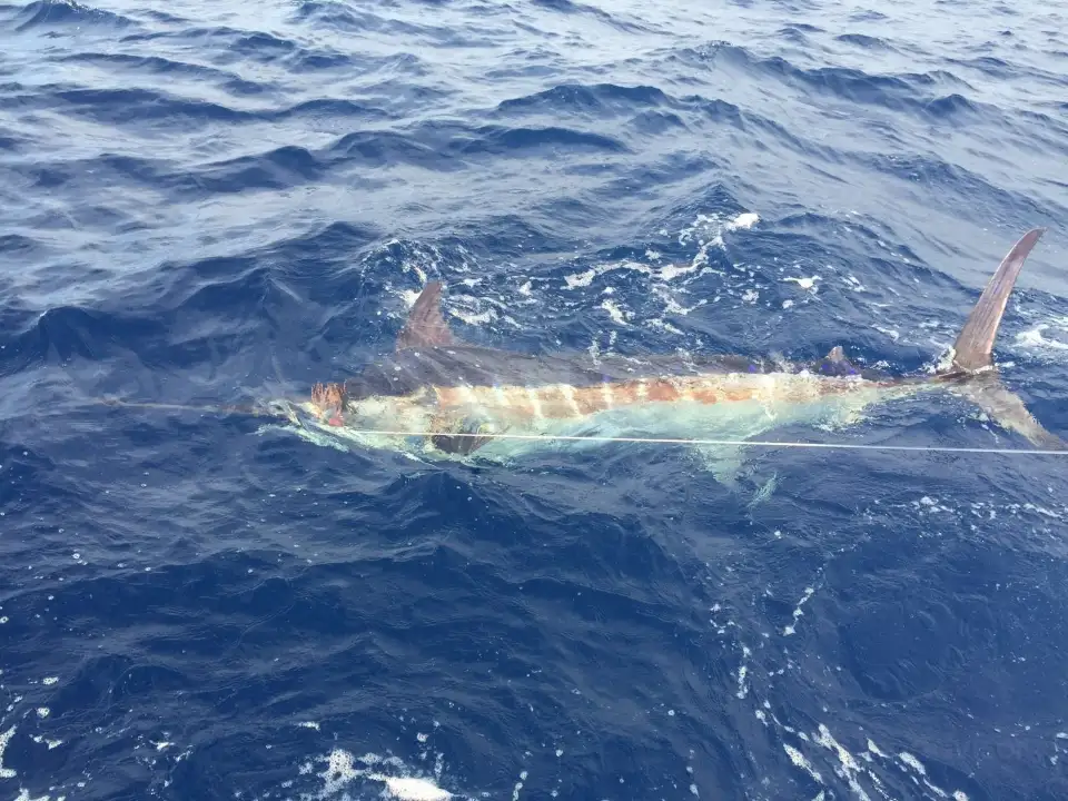 4_CAVALIER & BLUE MARLIN FISHING CHARTERS