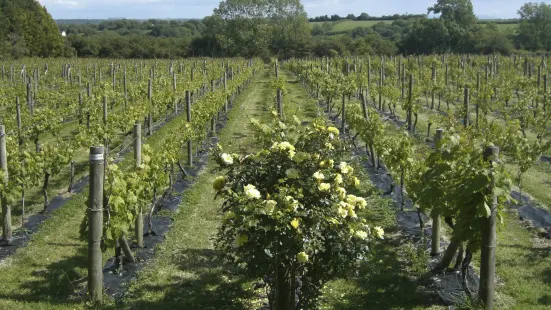 Glyndŵr Vineyard