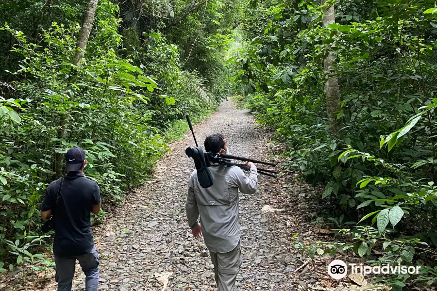 Birding Pipeline Panama