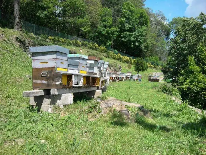 Hotels near Apicoltura Veddasca