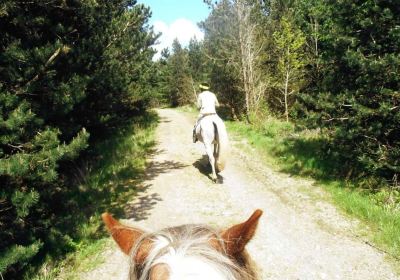 Saddle Tramps Trail Riding