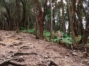 Mount Patuha