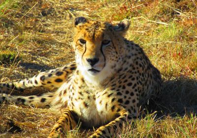 Lion and Cheetah Sanctuary