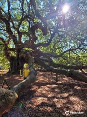 Angel Oak Tree