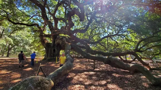 Angel Oak Tree