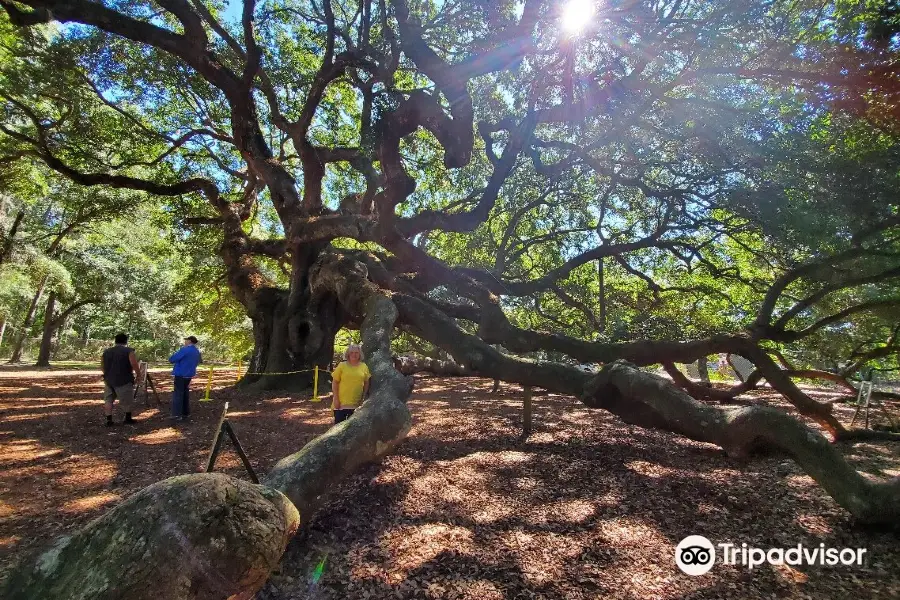 Angel Oak Tree