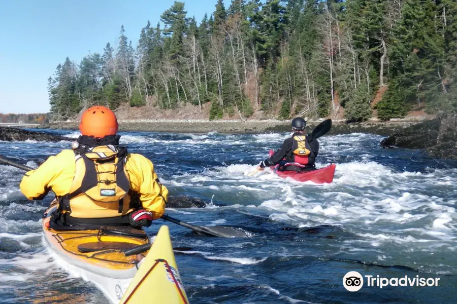 Pinniped Kayak