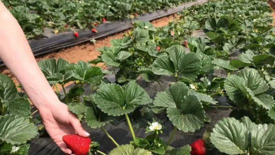 Kenny's Strawberry Farm