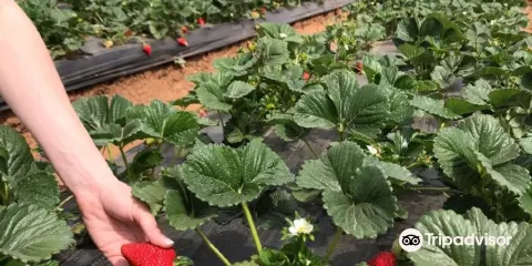 Kenny's Strawberry Farm