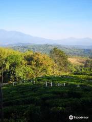 Sabah Tea Garden Day Tours