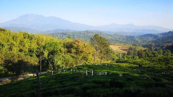 Sabah Tea Garden Day Tours