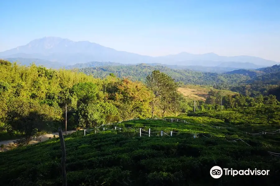 Sabah Tea Garden Day Tours