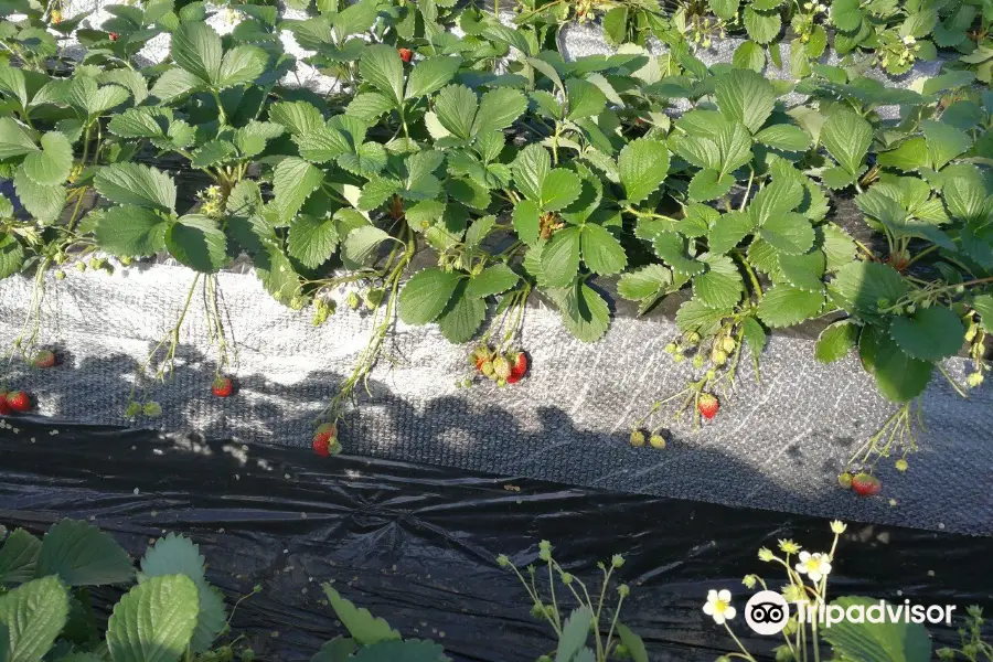 Strawberry House Kayama Farm