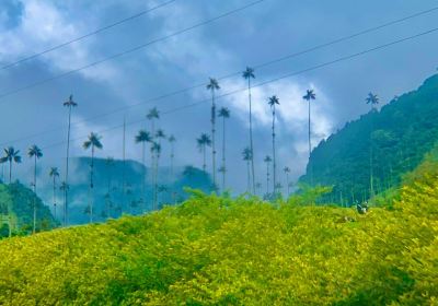 Valle del Cocora