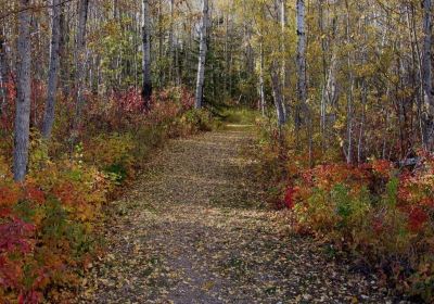 Boreal Centre for Bird Conservation