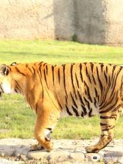 Chhattbir Zoo