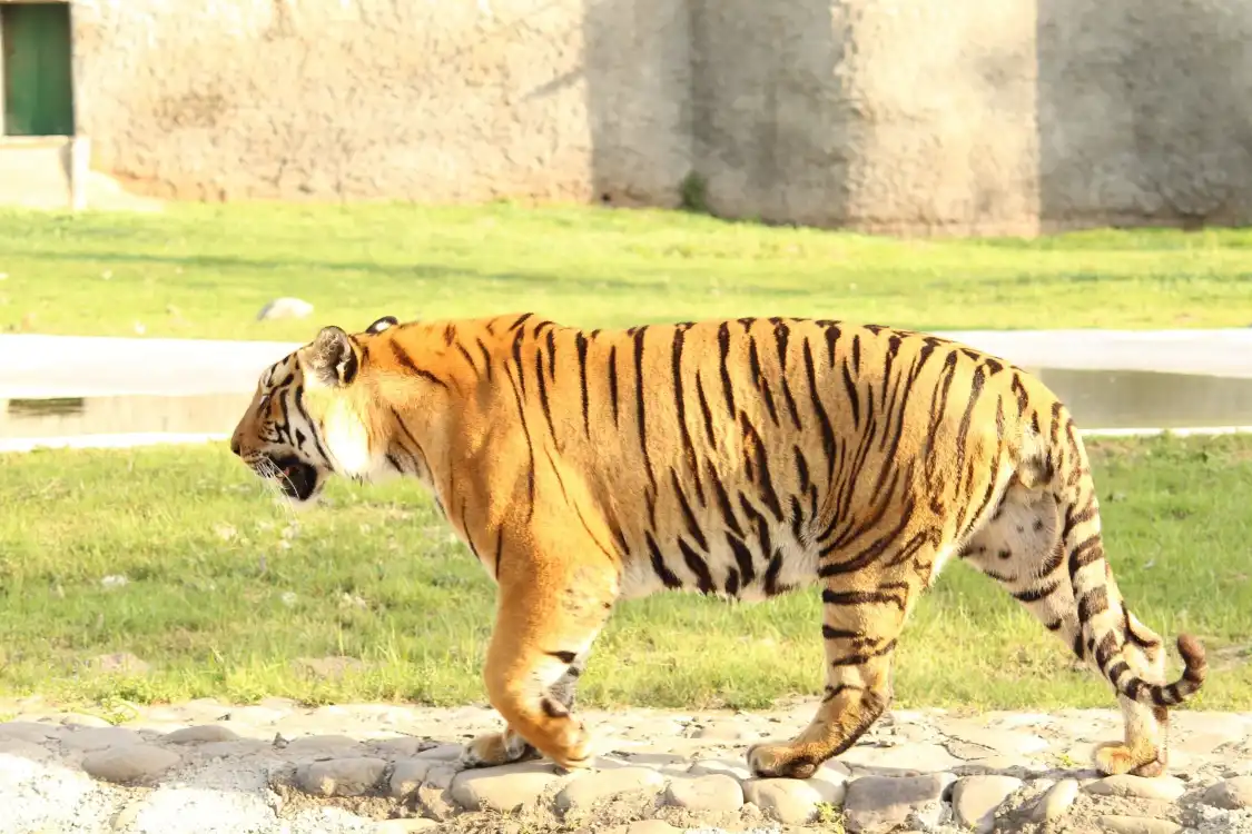 Hotels near Chhattbir Zoo
