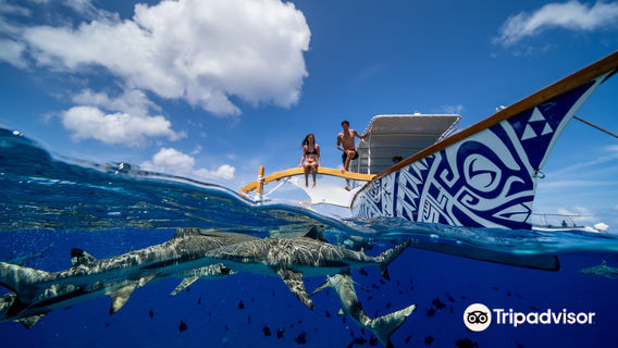 Lagoon Service Bora Bora