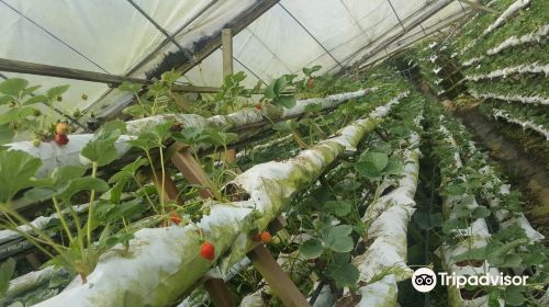 Kok Lim Strawberry Farm