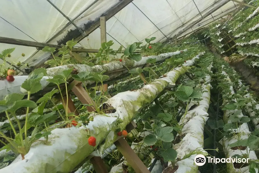 Kok Lim Strawberry Farm