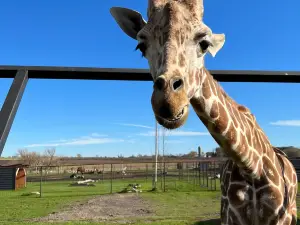 Hemker Park and Zoo