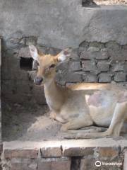 ヤンゴン動物園