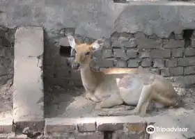 Yangon Zoo