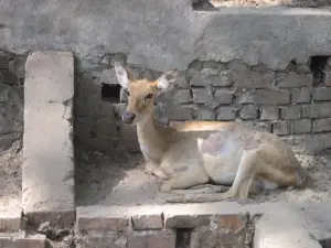 Jardin zoologique de Rangoun