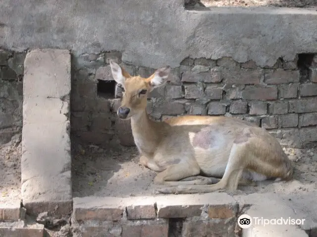 Yangon Zoo