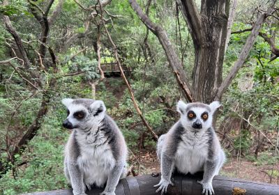 Monkey Sanctuary, Hartbeespoort in South Africa