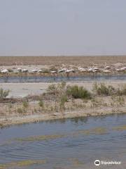 Gavkhooni Wetland