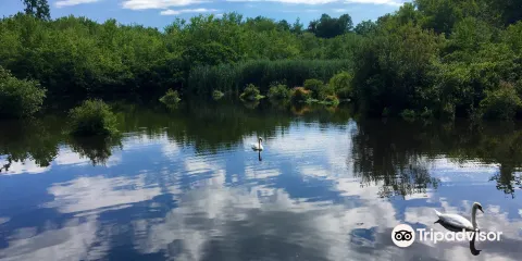 Shu Swamp Preserve - Charles T Church Nature Preserve