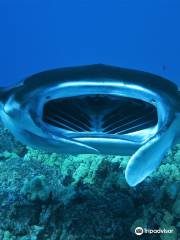 Coral Reef Snorkel Adventures