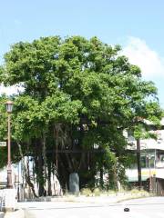 Nago Hinpun Banyan Tree