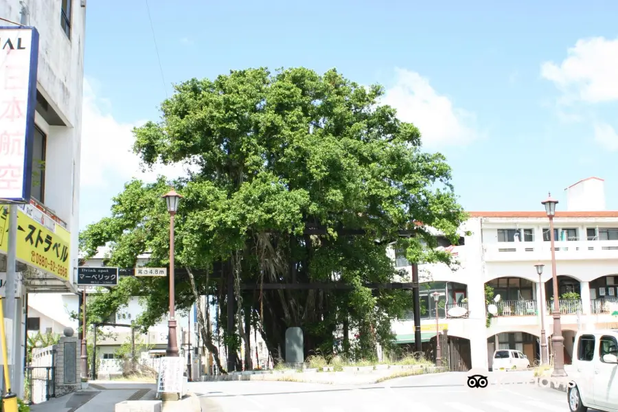 Nago Hinpun Banyan Tree
