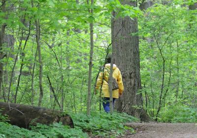 O'Neil Nature Preserve (formerly Paxton's Bush)