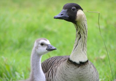 WWT Llanelli Wetland Centre