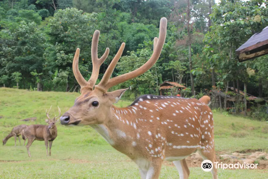 Penangkaran Rusa Cariu