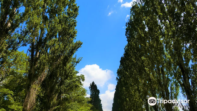 Heisei period Poplar Avenue