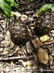 Centre de Reproduccio de Tortugues de l'Albera