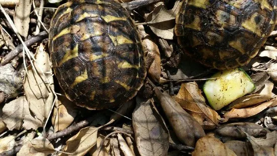 Centre de Reproduccio de Tortugues de l'Albera