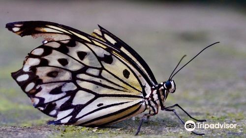 Cambridge Butterfly Conservatory