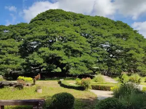 Giant Raintree (Monkey Pod Tree)