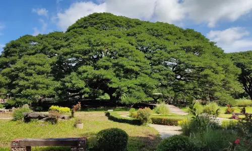 Giant Raintree (Monkey Pod Tree)