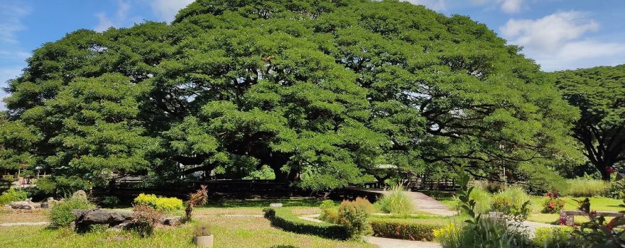 Giant Raintree (Monkey Pod Tree)