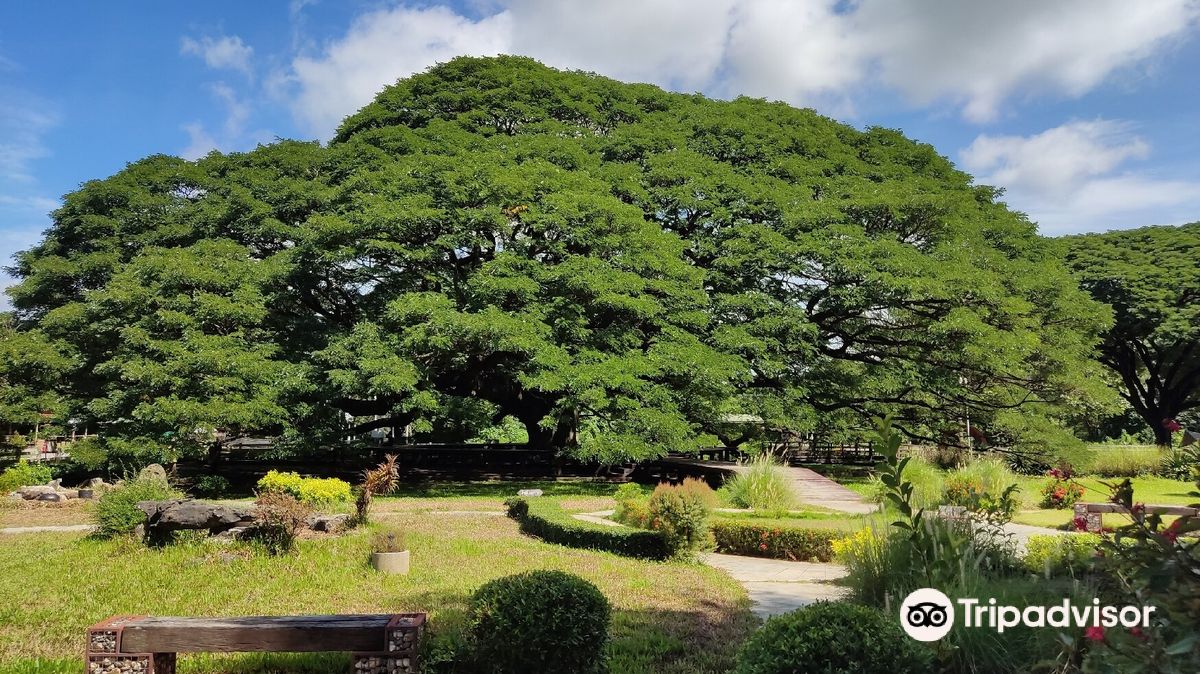 Giant Monkey Pod Tree
